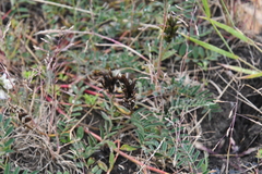 Astragalus schelichowii
