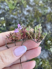 Thymus calcareus