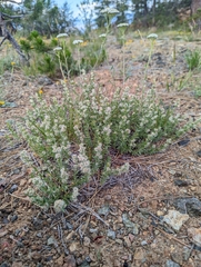 Galium serpenticum scotticum