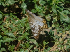 Anartia jatrophae