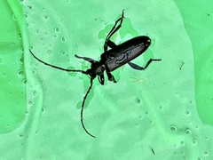 Saphanus piceus
