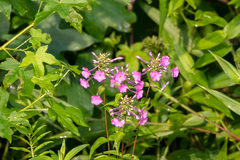 Phlox maculata