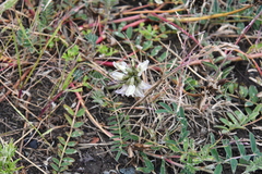 Astragalus schelichowii