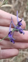 Delphinium peregrinum