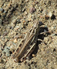 Arcyptera microptera