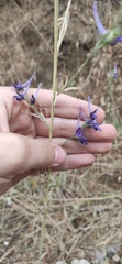 Delphinium peregrinum