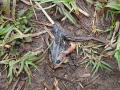 Leptodactylus luctator