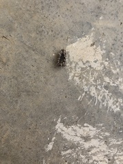 Armadillidium vulgare