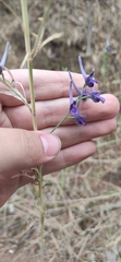 Delphinium peregrinum