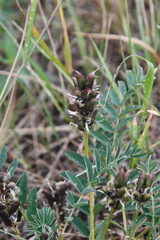 Astragalus schelichowii