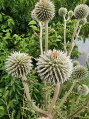 Echinops sphaerocephalus