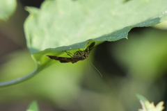 Hymenia perspectalis