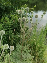 Echinops sphaerocephalus