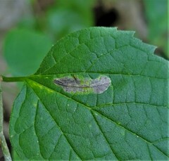 Phyllonorycter celtisella