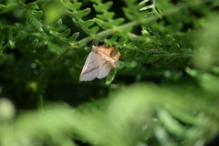 Petrophora chlorosata