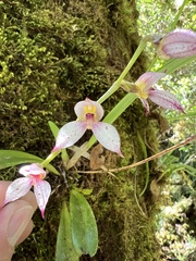 Masdevallia rafaeliana