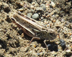 Arcyptera microptera