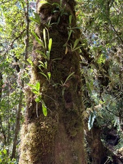 Masdevallia rafaeliana