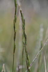 Elymus trachycaulus