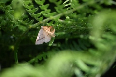 Petrophora chlorosata