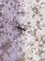 Tanaemyrmex