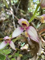 Masdevallia rafaeliana