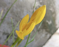 Zephyranthes