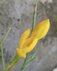 Zephyranthes
