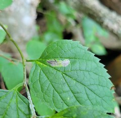 Phyllonorycter celtisella