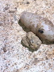Salticidae