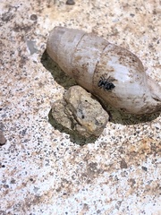 Salticidae