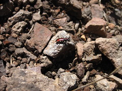 Cicindela laetipennis