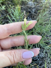 Onosma simplicissima