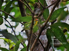 Psilopogon rubricapillus