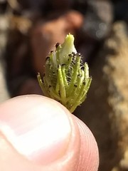 Cordylanthus rigidus setigerus