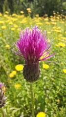 Cirsium pannonicum