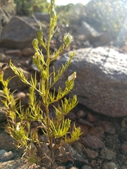 Cordylanthus rigidus setigerus