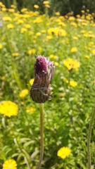 Cirsium pannonicum