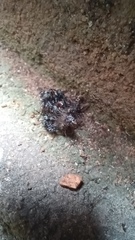 Thelacantha brevispina