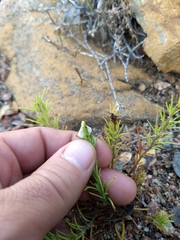 Cordylanthus rigidus setigerus