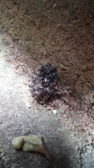 Thelacantha brevispina