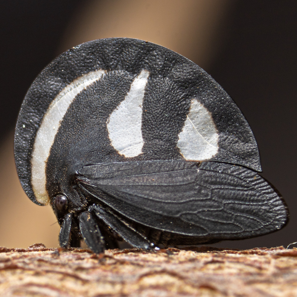 Membracis mimica