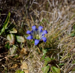 Gentiana affinis ovata