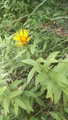Pentanema salicinum