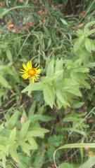 Pentanema salicinum
