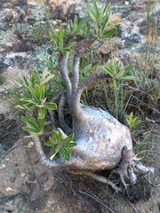 Pachypodium gracilius image