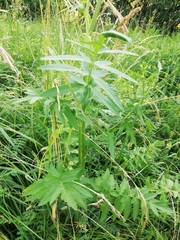 Tordylieae