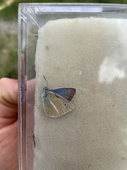 Polyommatus damon