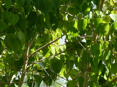 Passer domesticus