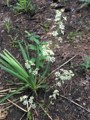 Veratrum hybridum